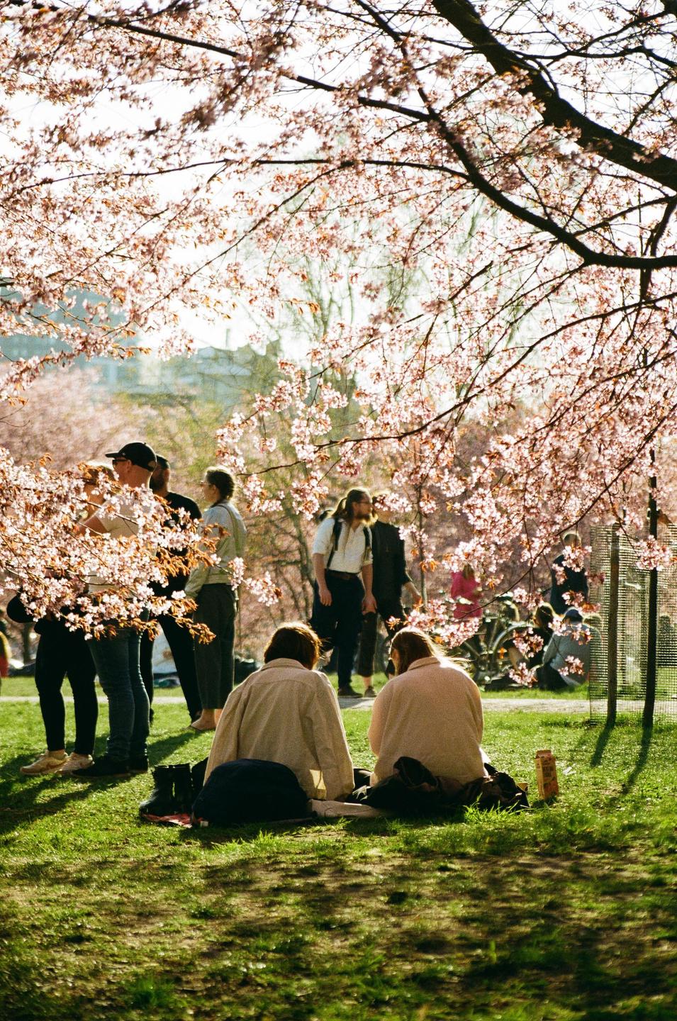 Two people sit on the grass under cherry blossoms while other people stand and sit nearby.
