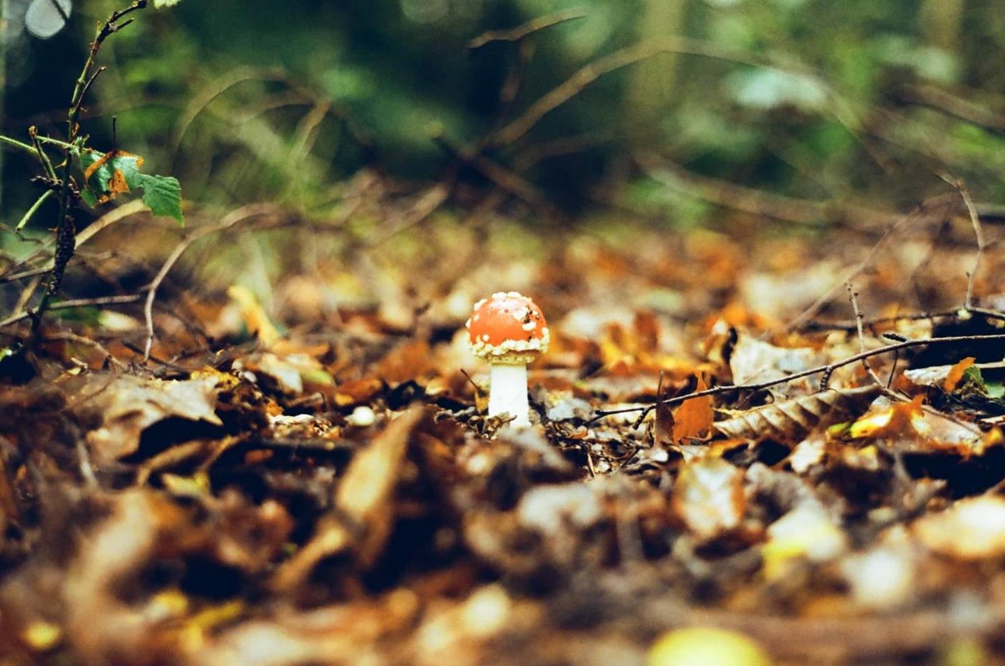 A single red and white mushroom grows among fallen autumn leaves on the forest floor.