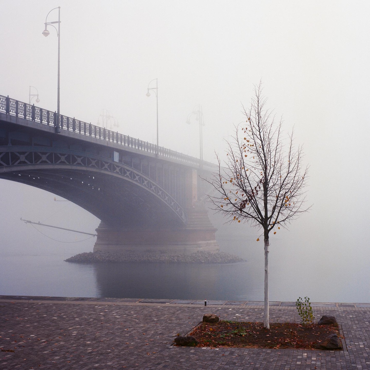 A bare tree stands on a paved embankment next to a large bridge partially obscured by fog.