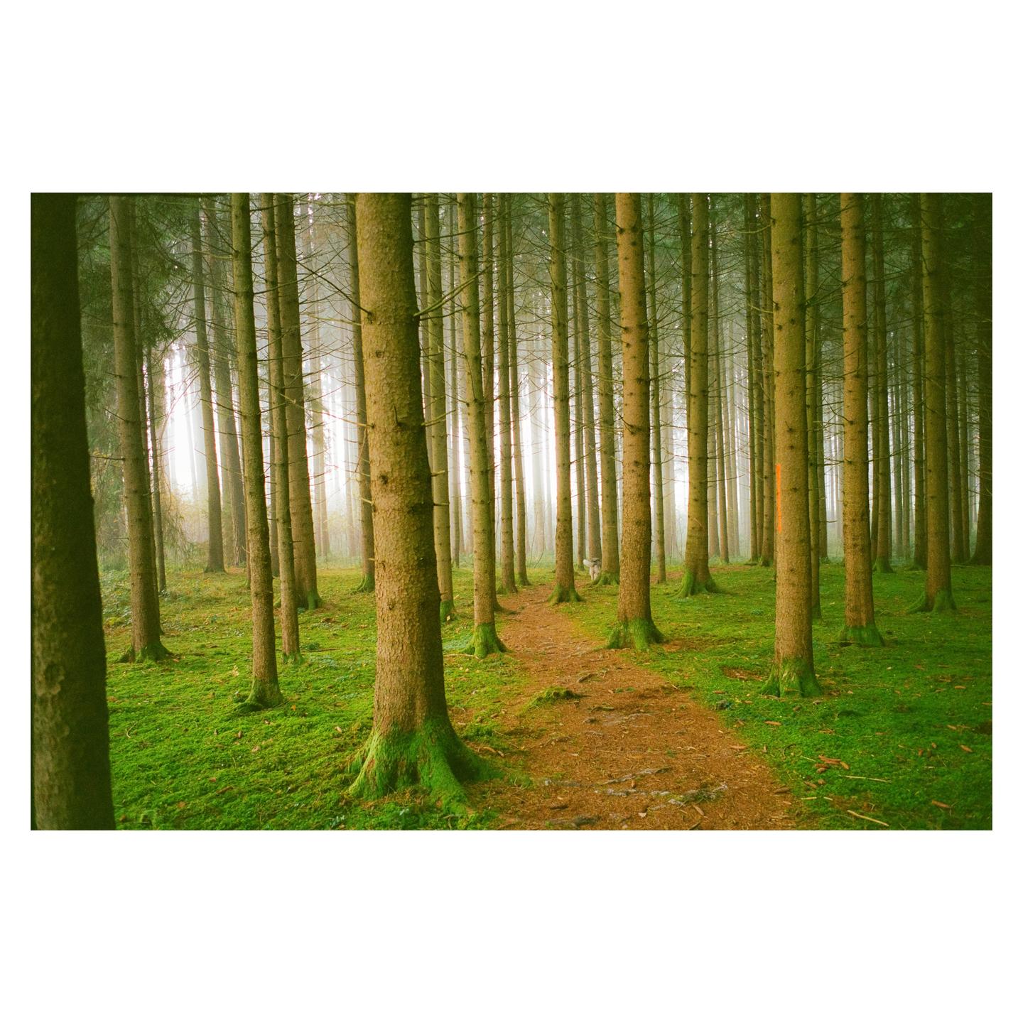 A narrow path winds through a dense forest of tall trees with a thick carpet of green moss on the ground.
