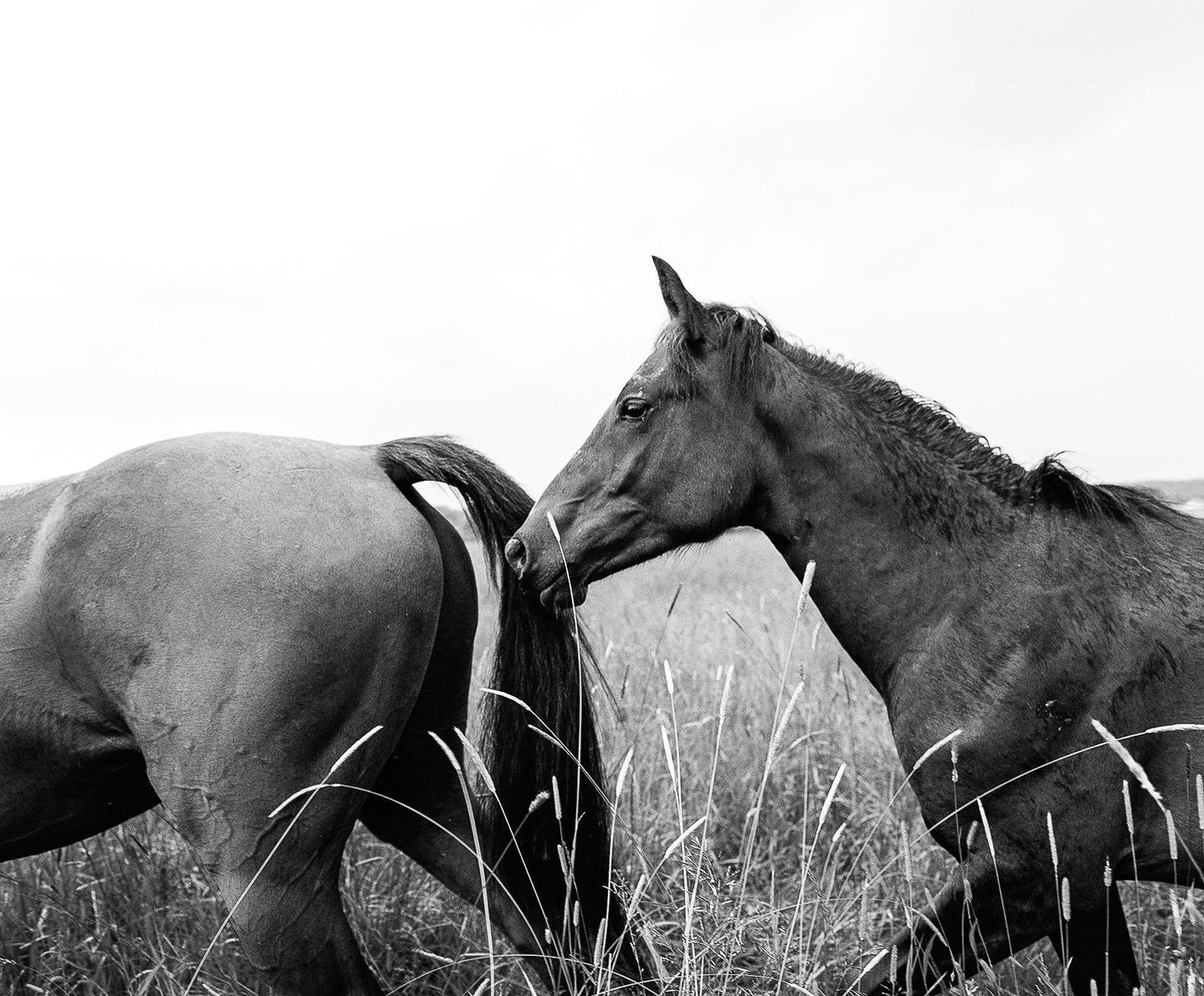A horse stands in a field of tall grass, with its head turned towards the tail of another horse.