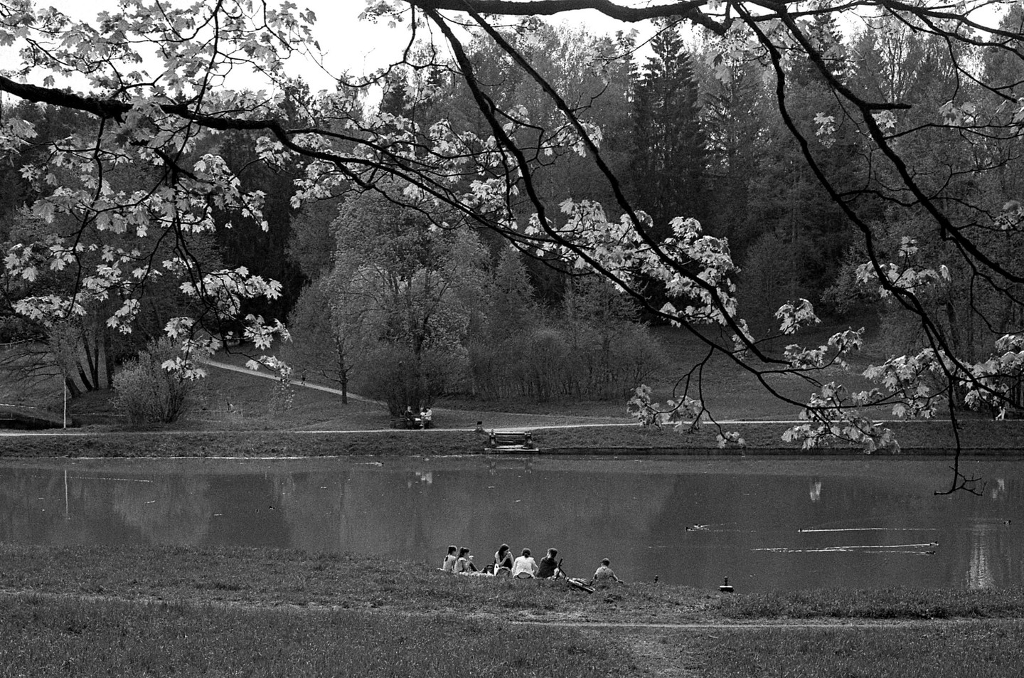 A group of people are picnicking by a lake with trees and hills in the background, framed by tree branches with leaves.