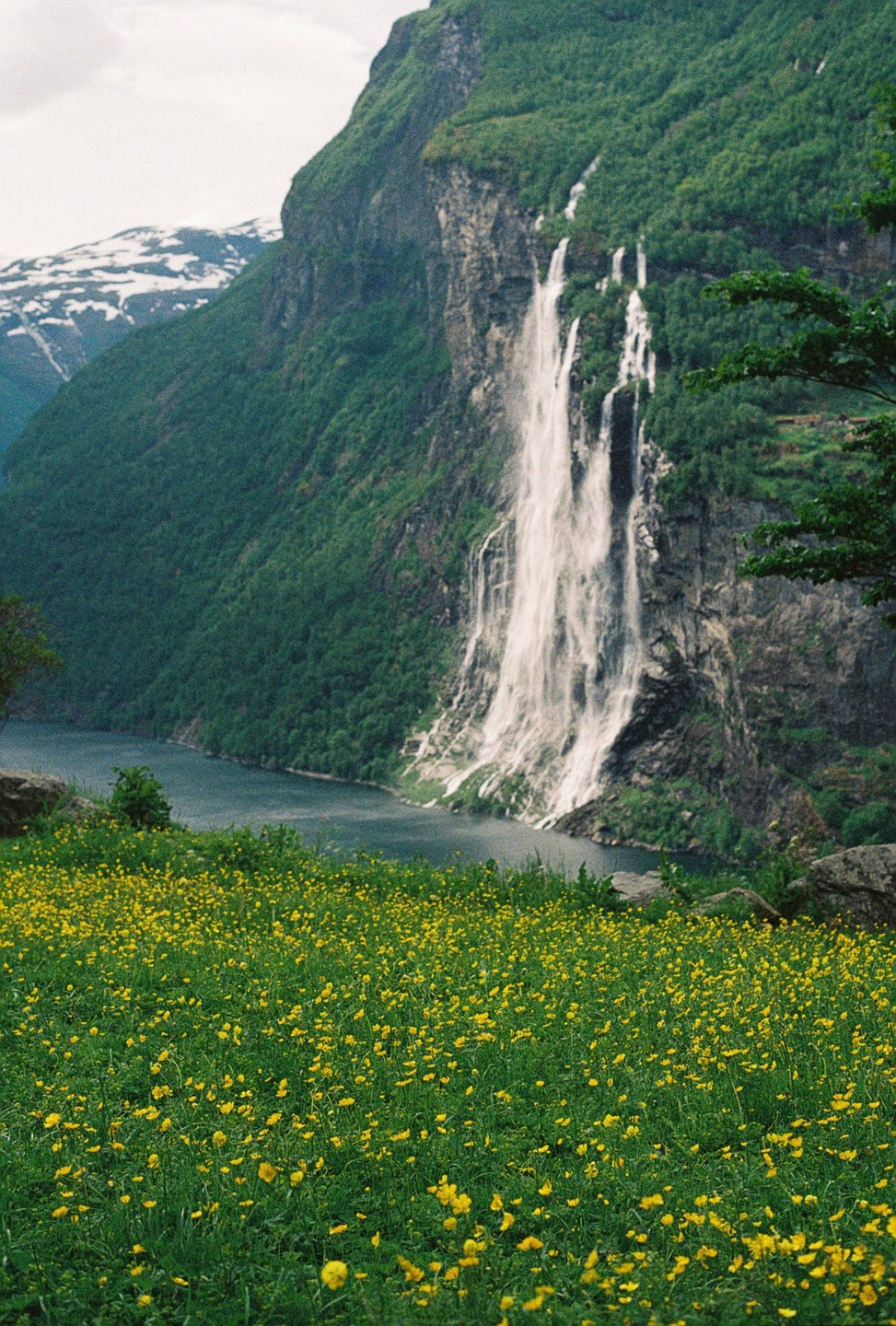 A field of yellow flowers overlooks a fjord with a waterfall cascading down a mountain.