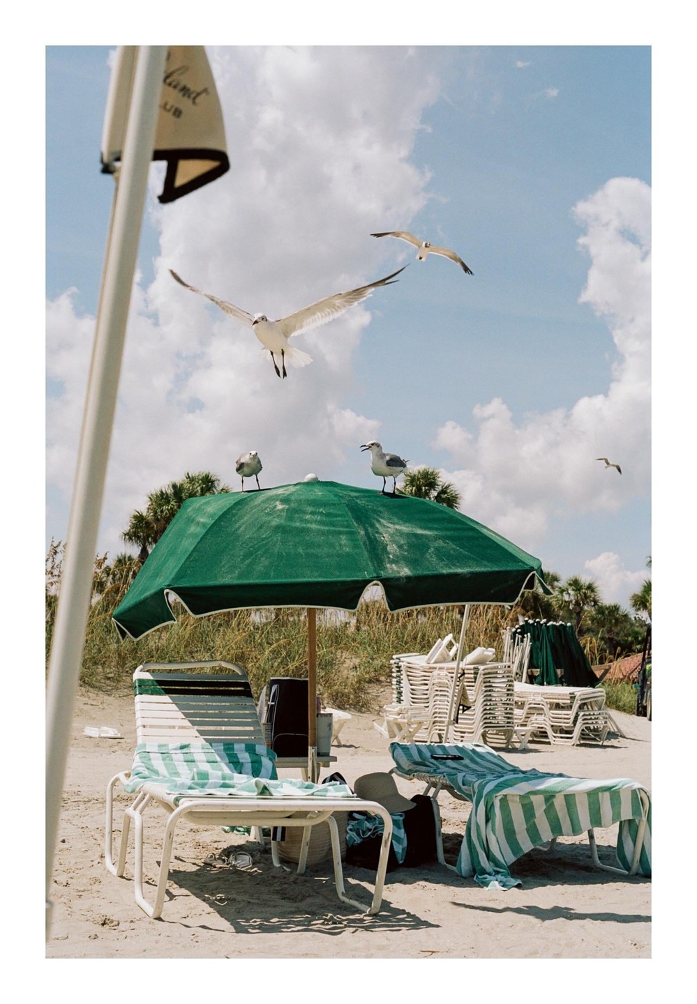 Seagulls fly above a green beach umbrella and lounge chairs on a sandy beach.