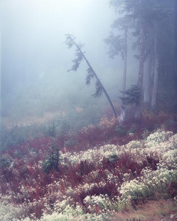 A misty forest scene shows a leaning tree and a hillside covered in white and red foliage.