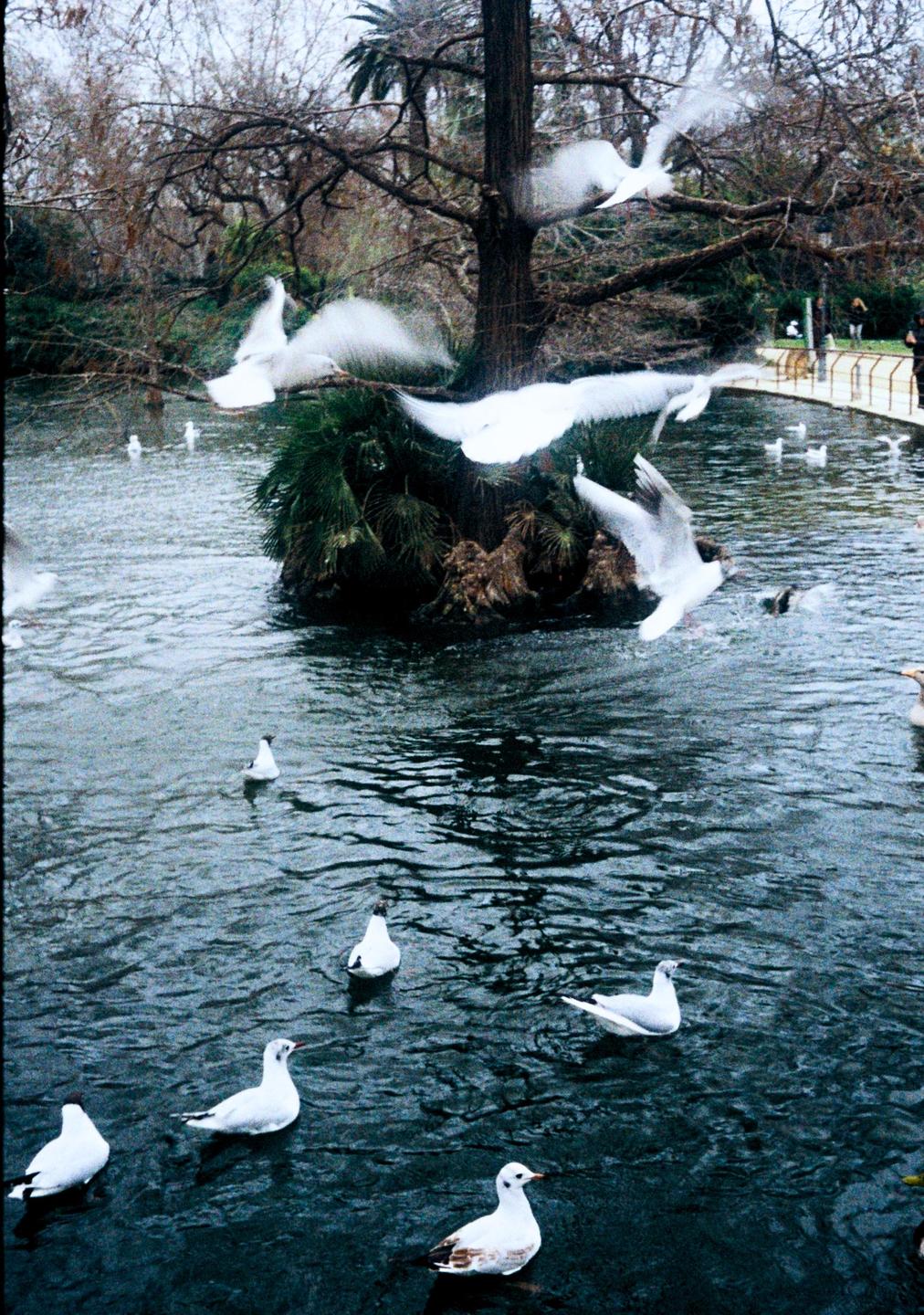 Several white birds are flying and floating on a pond surrounded by trees.