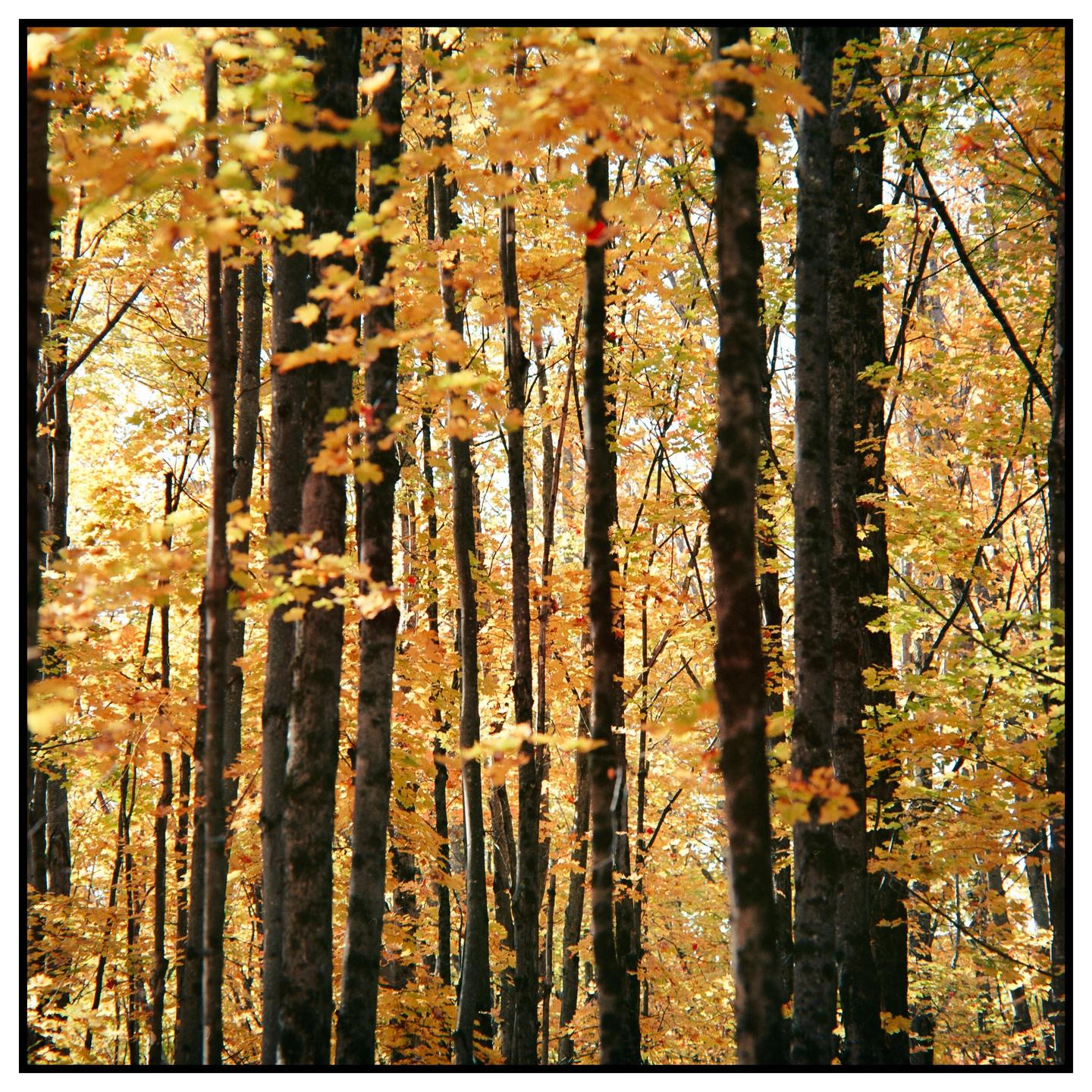 A dense forest of trees with bright yellow autumn foliage fills the frame.