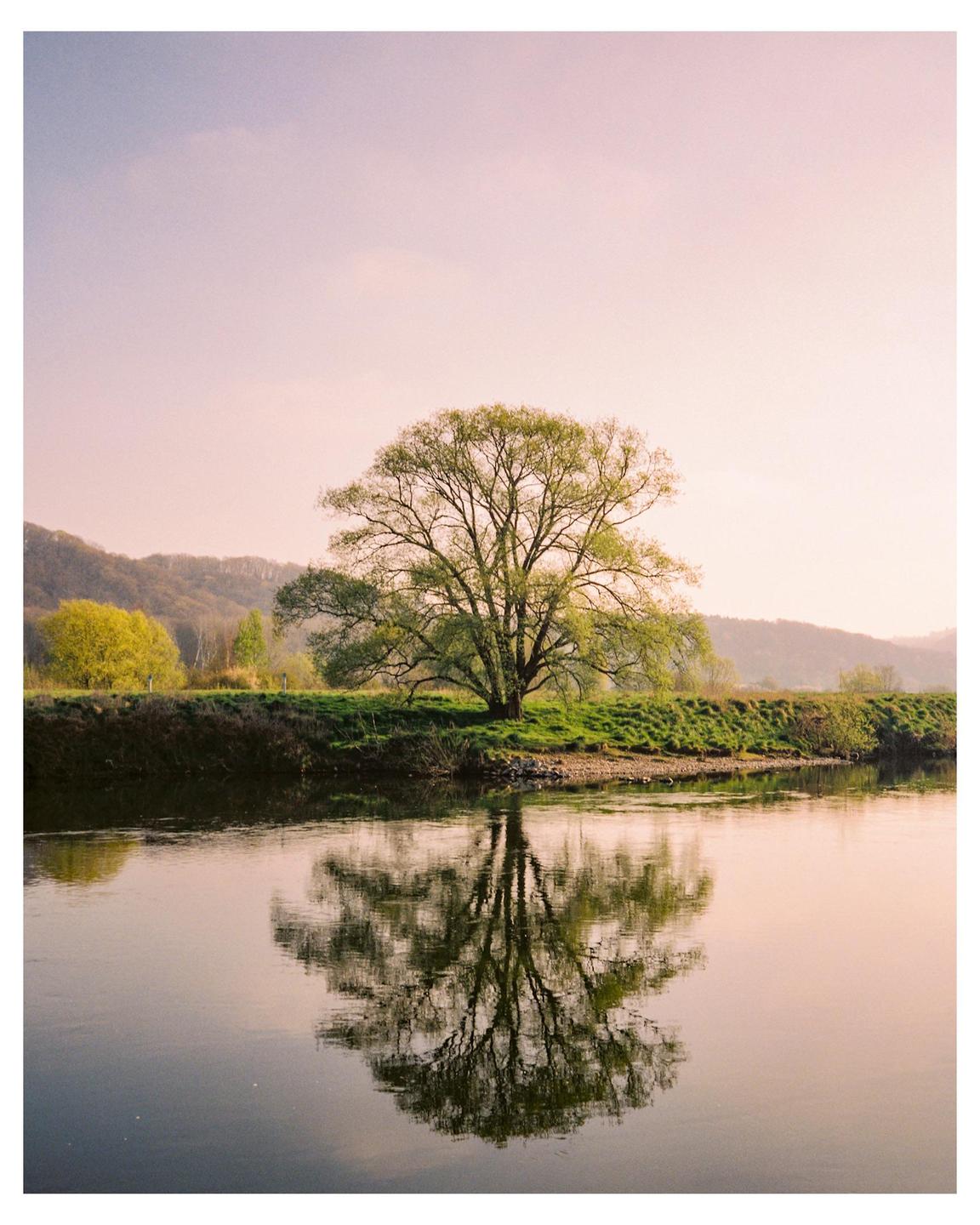 A large tree with green leaves stands on a grassy bank next to a river, with its reflection visible in the water.