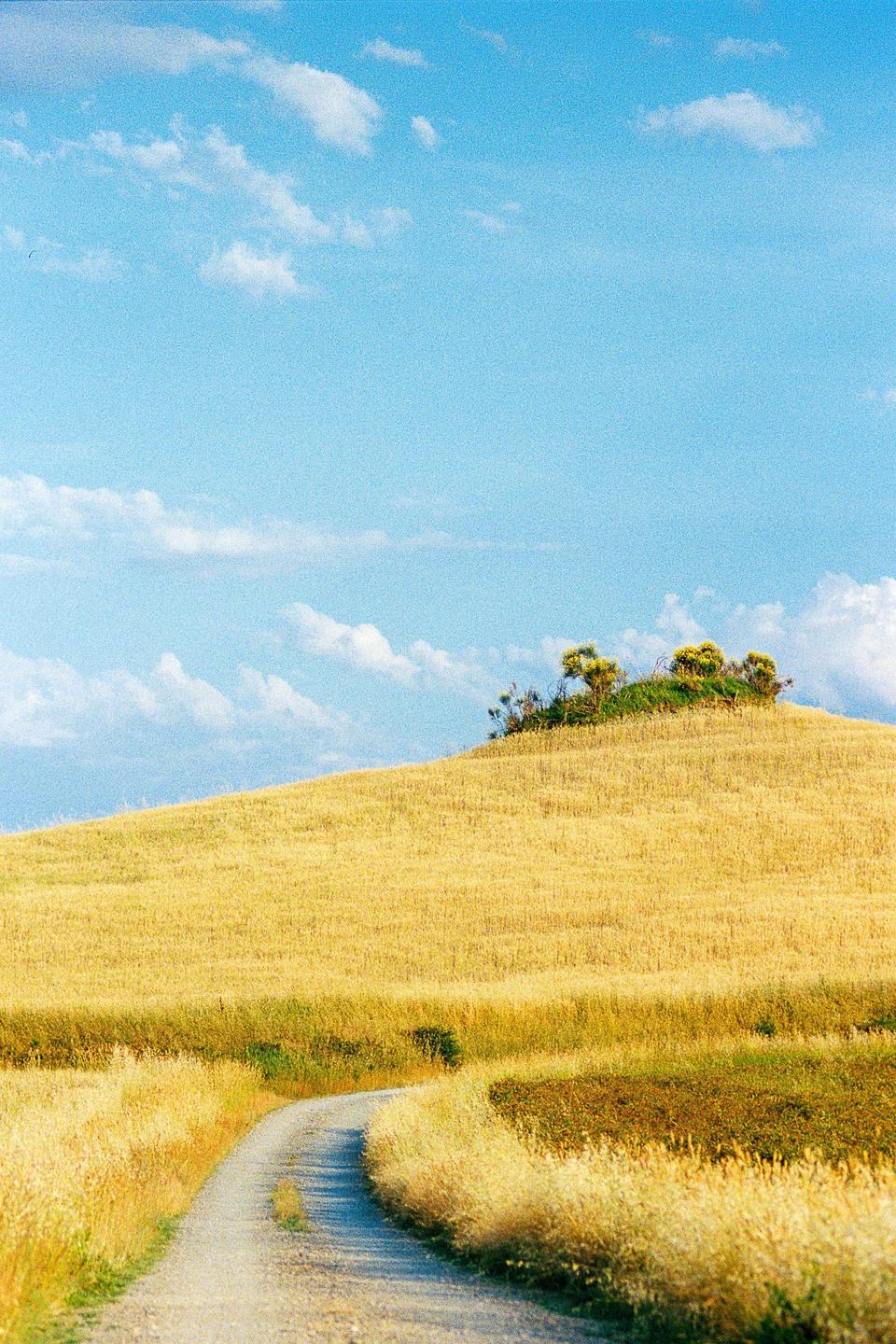 A winding dirt road leads through a golden field towards a small hill topped with green bushes under a blue sky with white clouds.