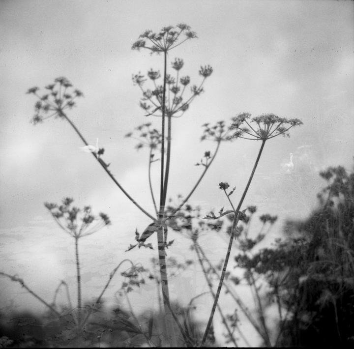 A double exposure shows several tall plants with umbrella-like flower heads against a bright sky.