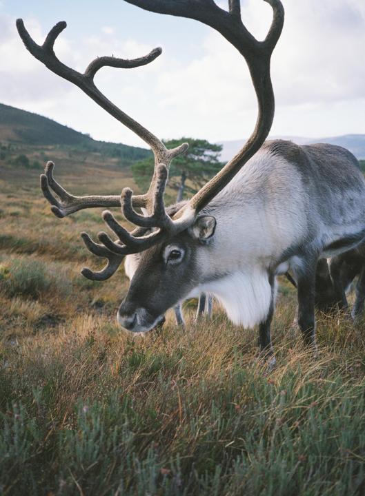 A reindeer with large antlers stands in a field of tall grass with mountains in the background.