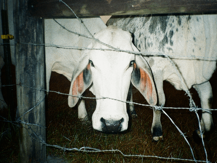A white cow with large ears and dark eyes looks directly at the viewer through a barbed wire fence.