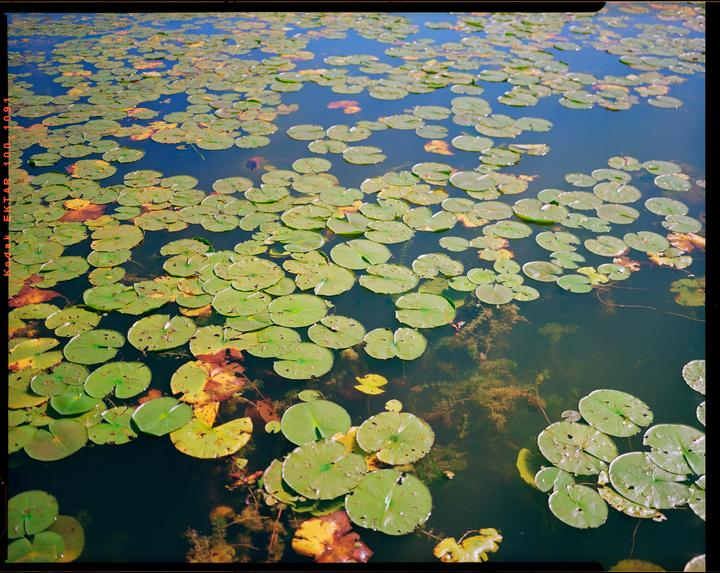 A body of water is covered with green and yellow lily pads.