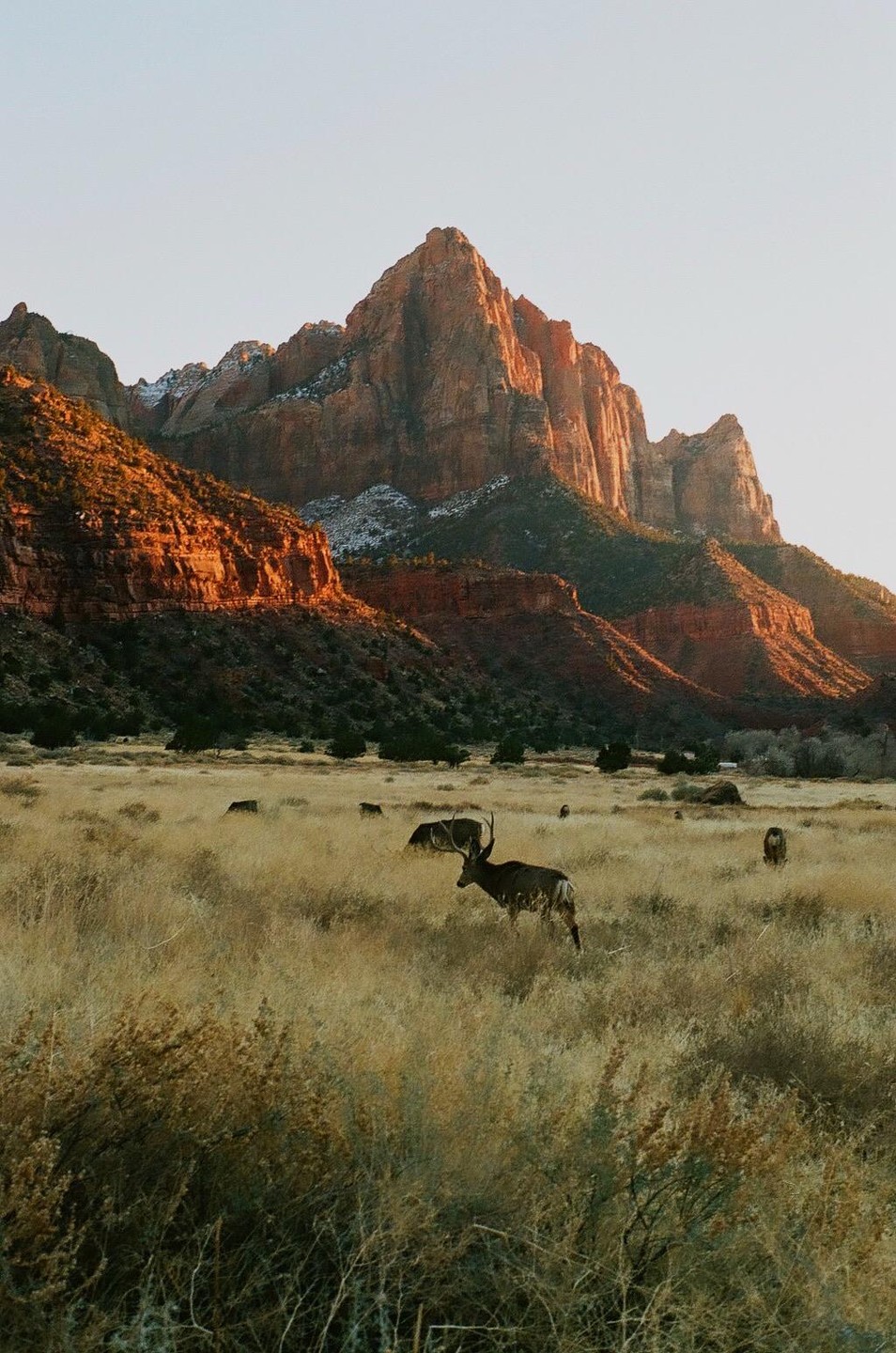 A herd of deer graze in a field with large red mountains in the background.