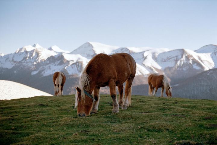 Three horses graze on a grassy hill with snow-capped mountains in the background.