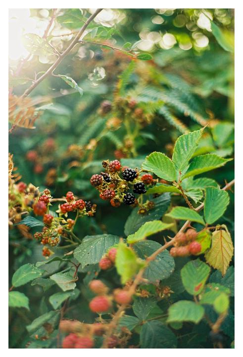 A close-up shot shows a cluster of ripe and unripe blackberries on a thorny bush with green leaves.