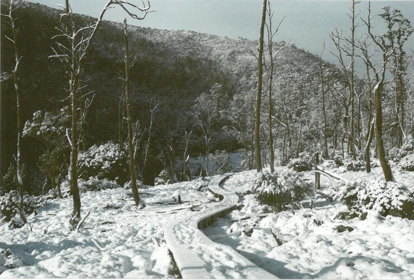 A winding boardwalk covered in snow leads through a forest with snow-dusted trees and bushes, with a snow-covered mountain in the background.