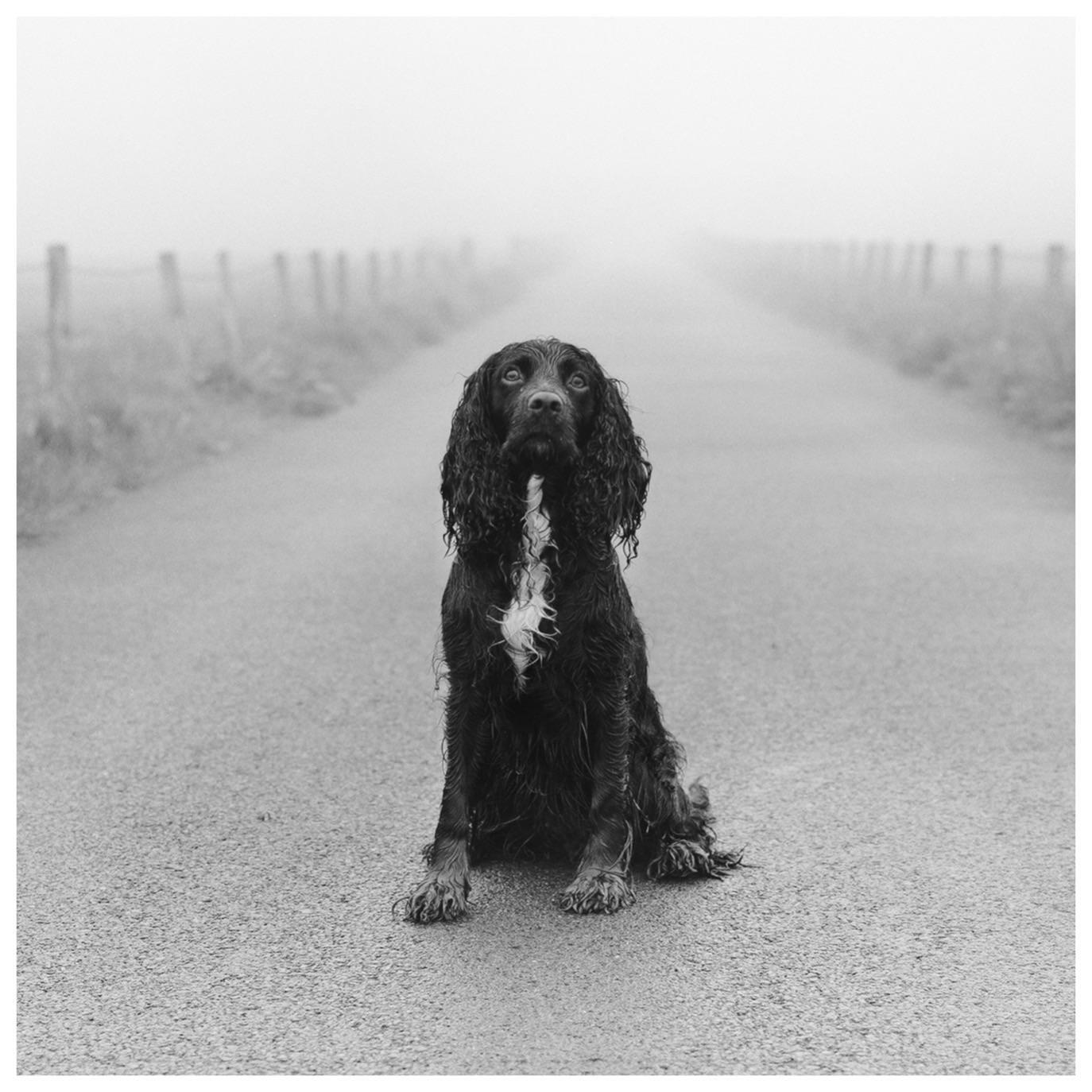 A black dog sits on a road that disappears into the fog.