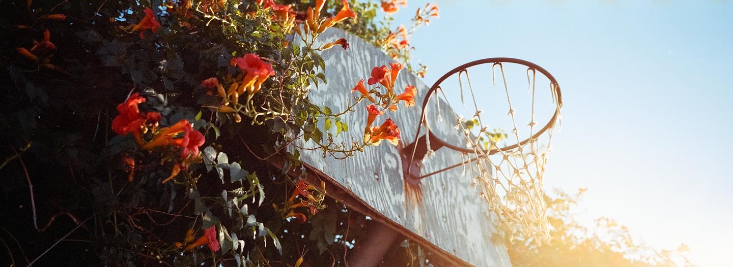 A basketball hoop is surrounded by orange flowers and green foliage under a bright sky.