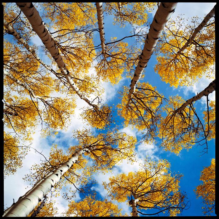 Looking up at the white trunks and yellow leaves of aspen trees against a blue sky with white clouds.