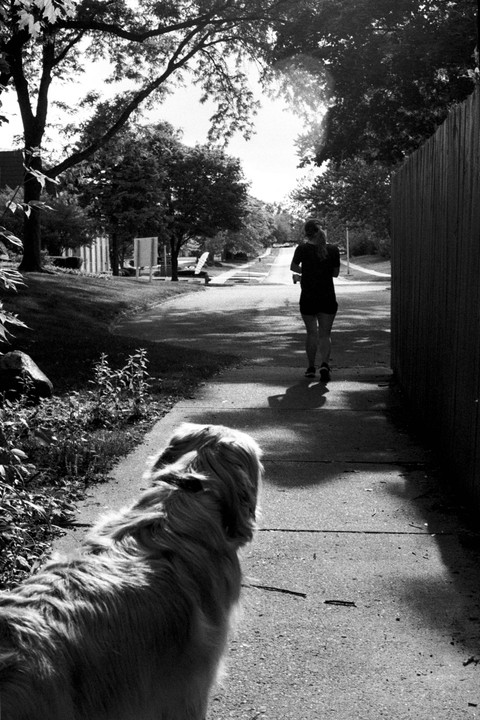 A dog looks down a sidewalk at a woman walking away from the camera.