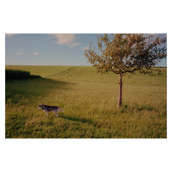 A husky walks through a tall grass field with a single tree under a blue sky.