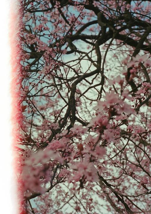 A tree with pink blossoms and bare branches is viewed from below against a light blue sky.