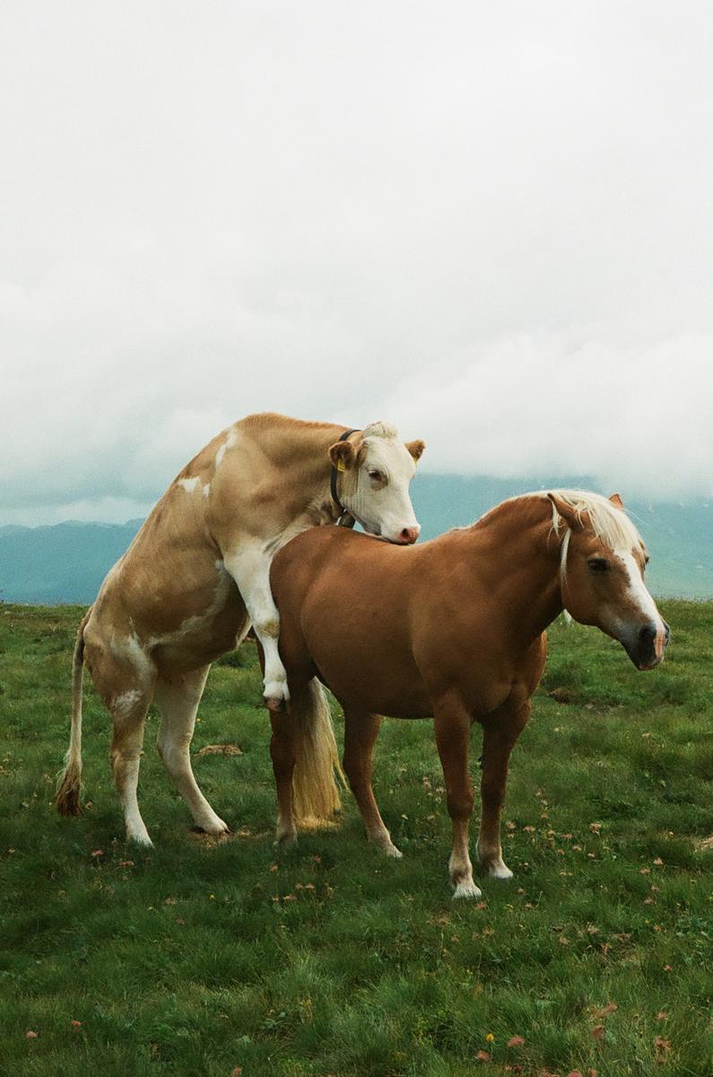 A cow mounts a horse in a grassy field under a cloudy sky.