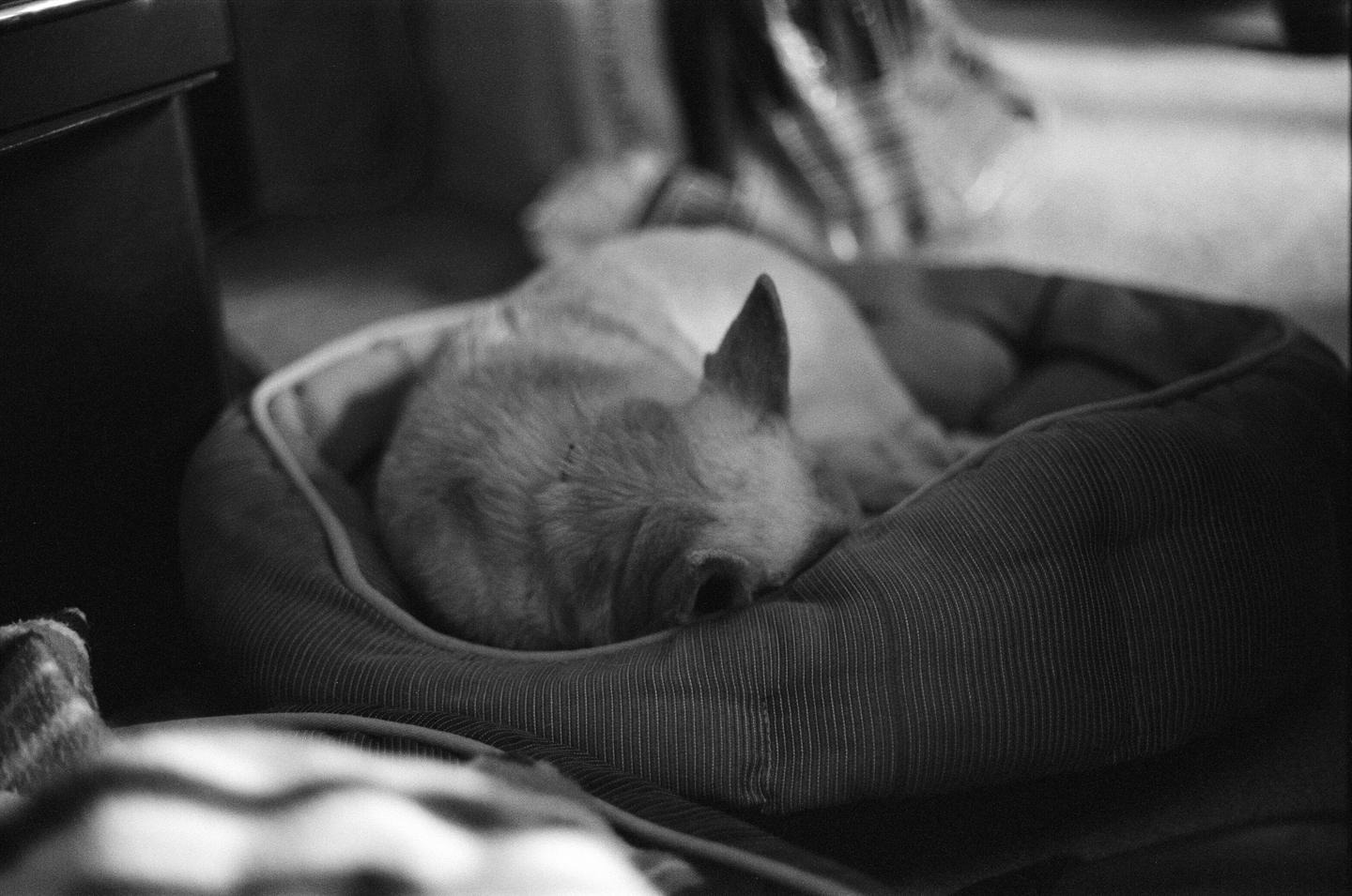 A dog is sleeping curled up in a dog bed.