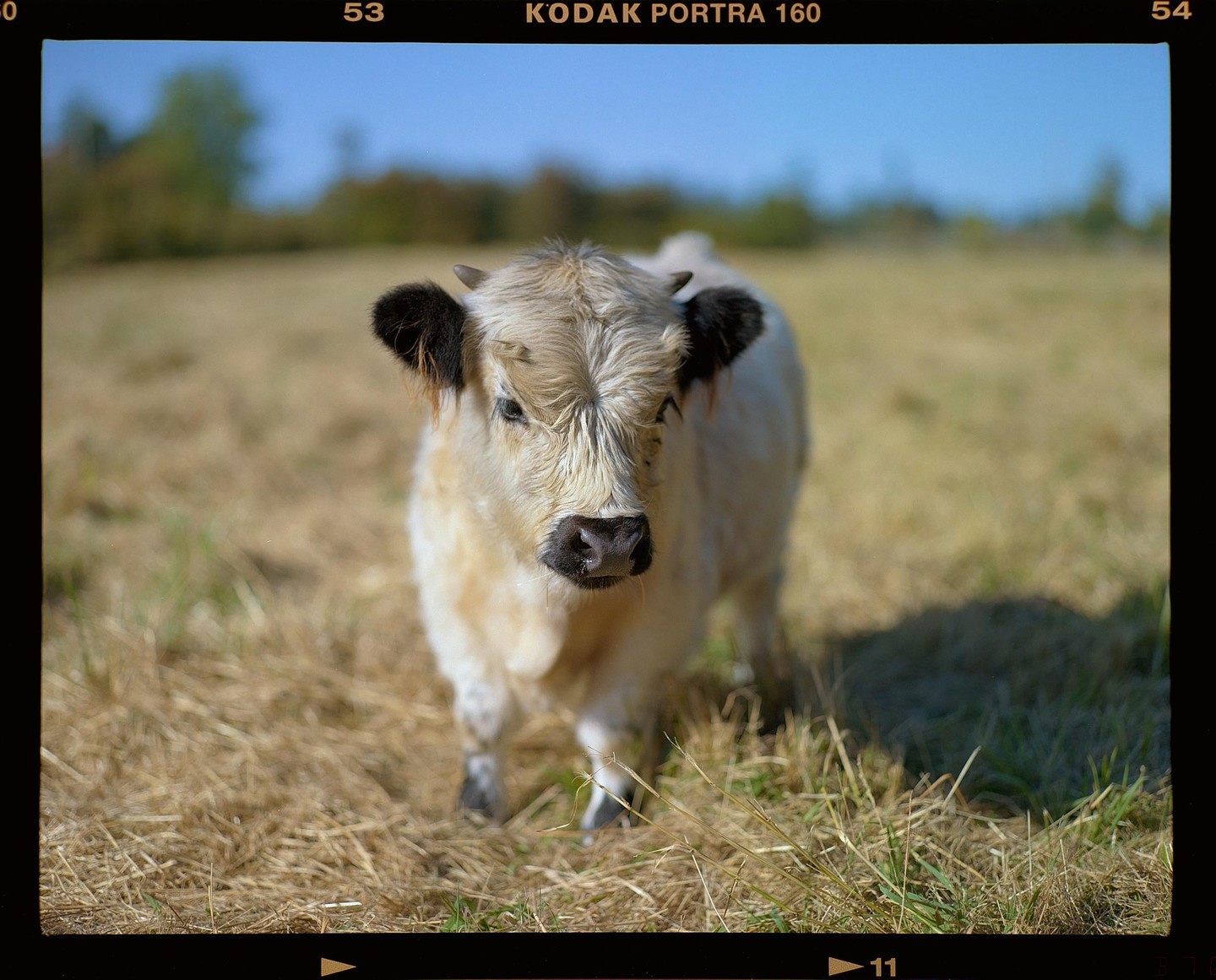 A white calf with black ears stands in a field of dry grass under a clear sky.