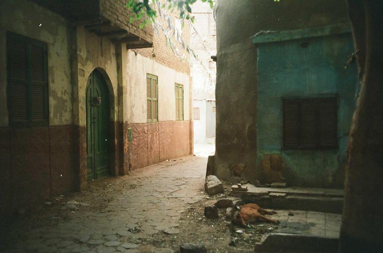 A narrow alleyway in Cairo is lined with old buildings, one with a green door and another with a blue wall, and a dead animal lies on the ground.