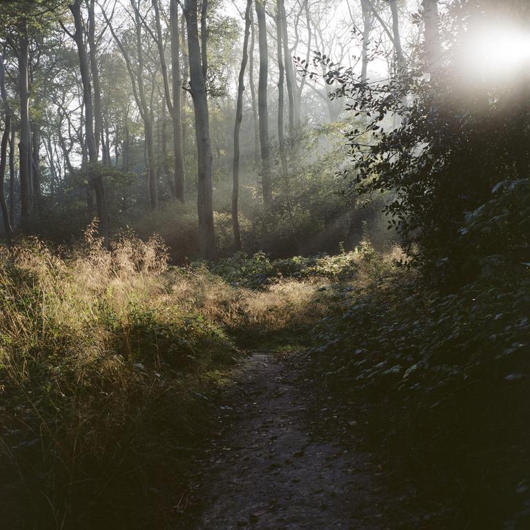A narrow path leads through a forest with tall trees and sunbeams shining through the hazy air.