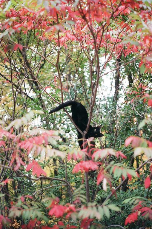 A black cat is perched in a tree with red and green foliage.