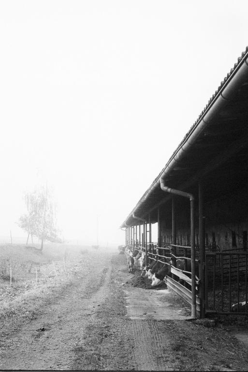 Cows eat from a trough in a long barn on a foggy day.