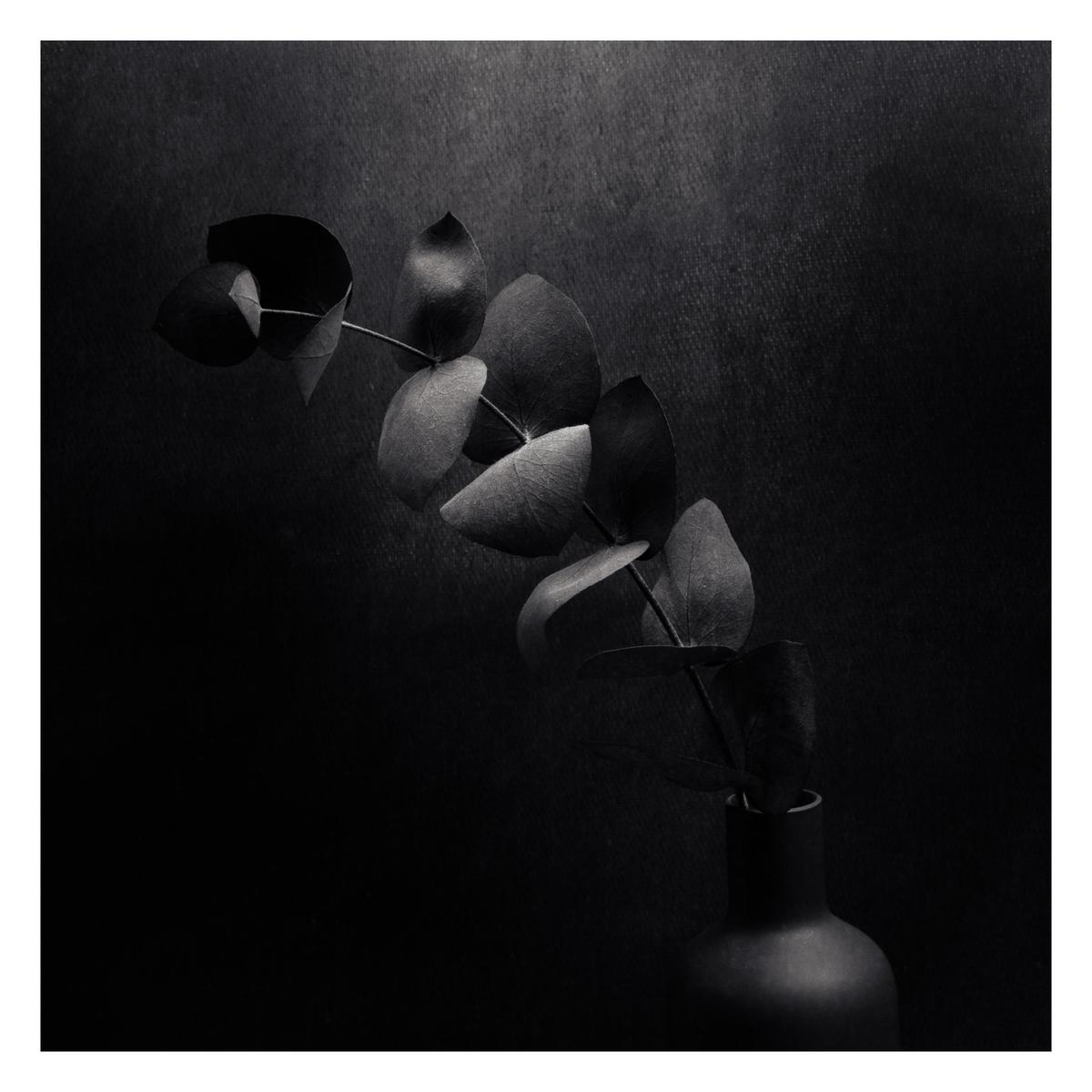 A branch with leaves is in a vase against a dark background.