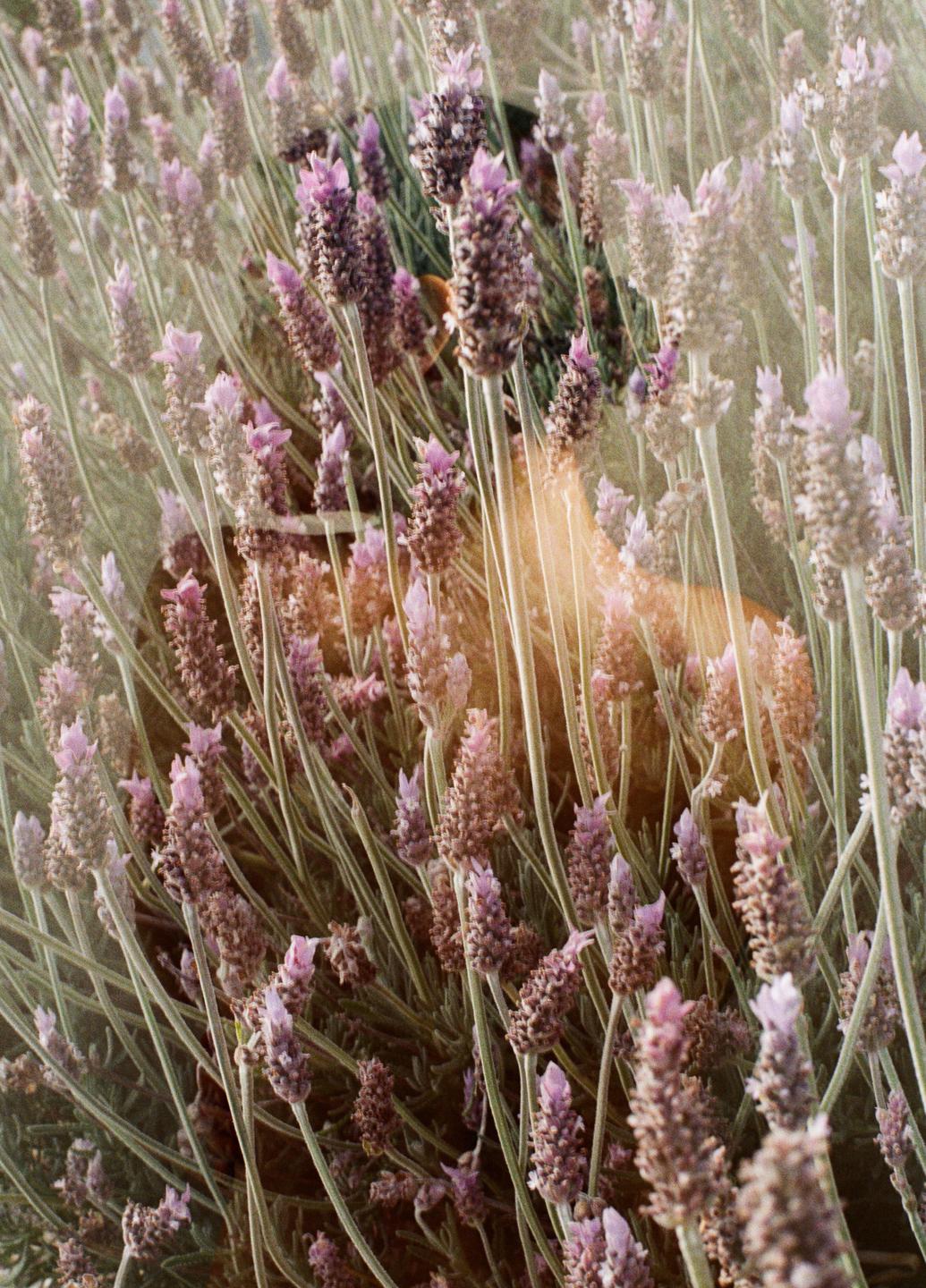 A woman is partially visible behind a dense field of lavender.