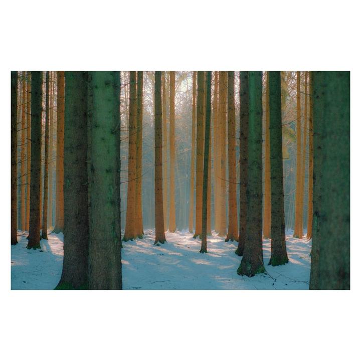 Sunlight illuminates a snowy forest with tall, slender trees.