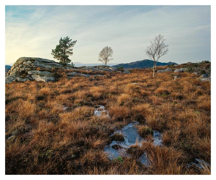 A landscape of dry grass and rocks with three trees under a cloudy sky.
