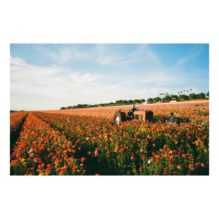 A man drives a tractor through a field of orange and pink flowers under a blue sky.