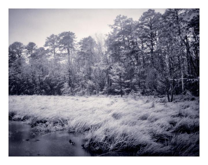 A body of water with tall grass and a forest in the background is covered in ice.