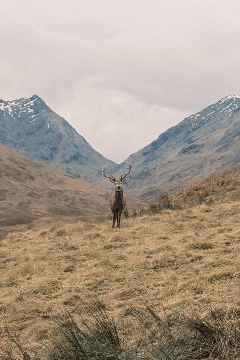 A stag stands in a field of dry grass with mountains in the background under a cloudy sky.