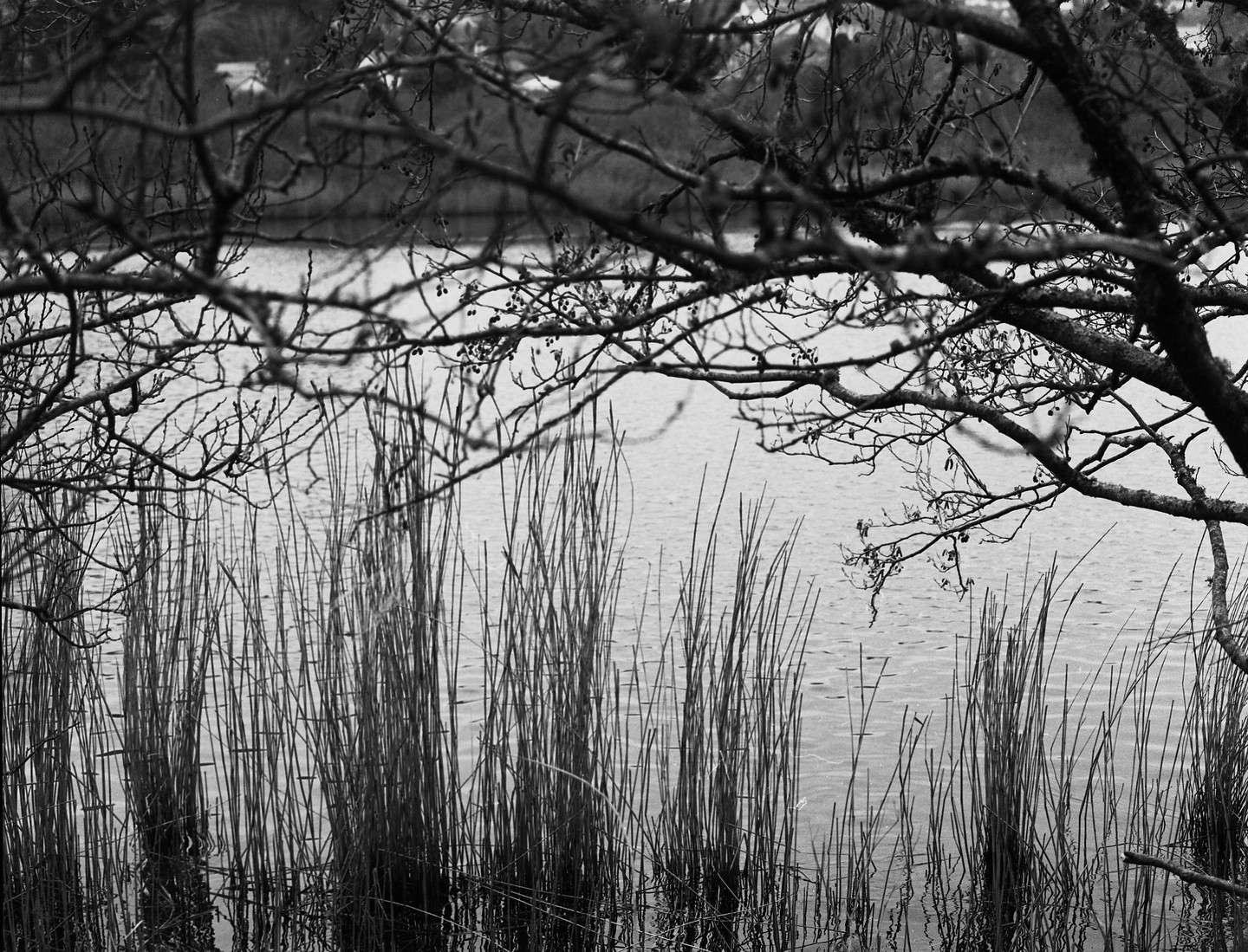 Reeds grow in the water in front of a lake, framed by tree branches.