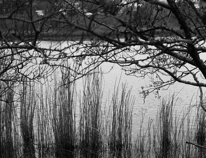 Reeds grow in the water in front of a lake, framed by tree branches.