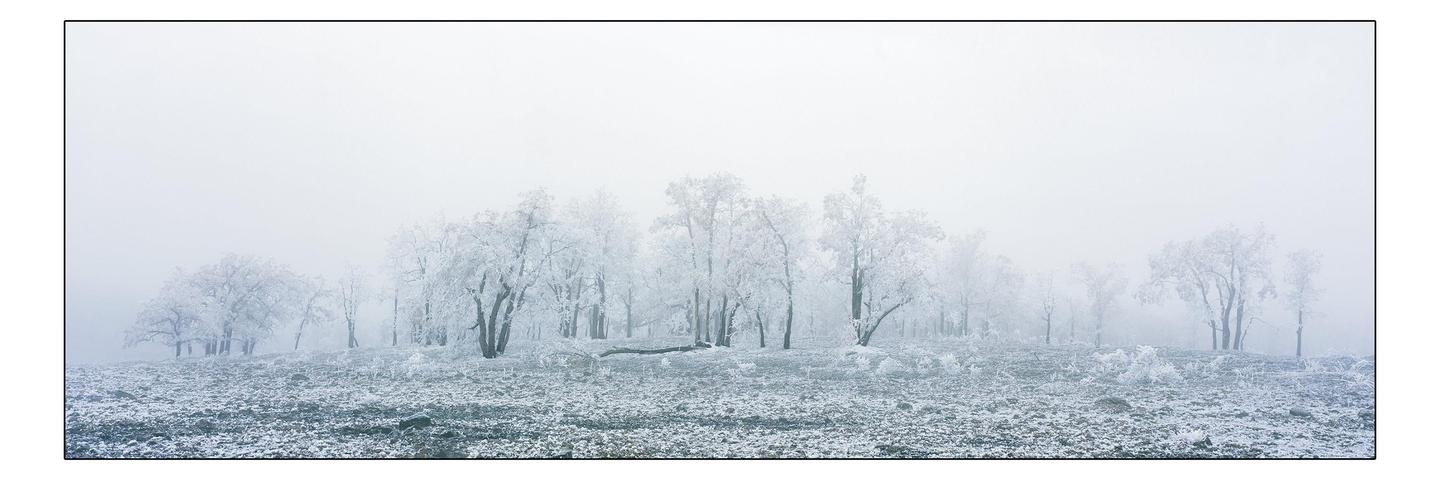 A panoramic landscape shows a forest of trees covered in frost and surrounded by fog.
