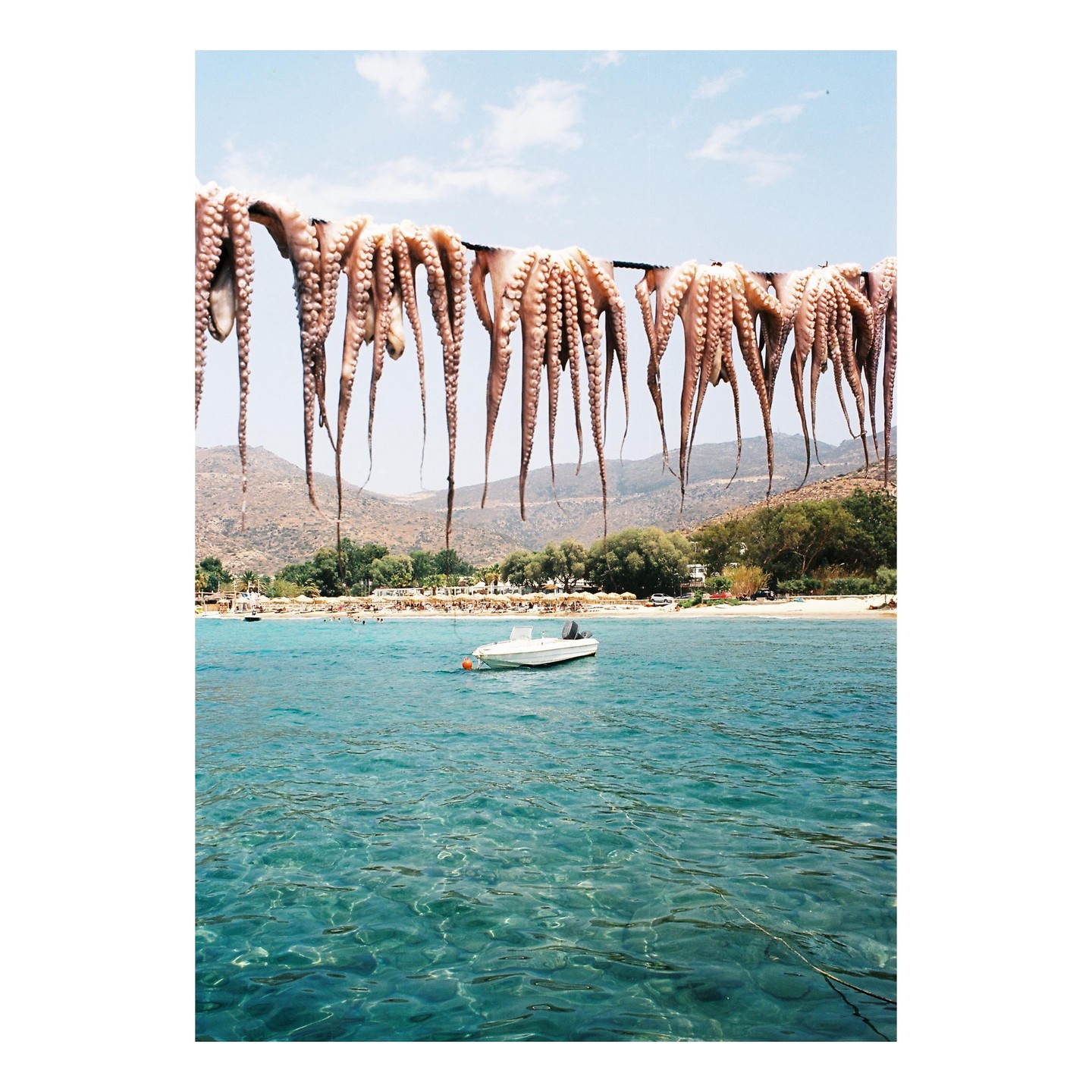 Octopus tentacles hang from a line above a boat floating in clear blue water near a beach with mountains in the background.