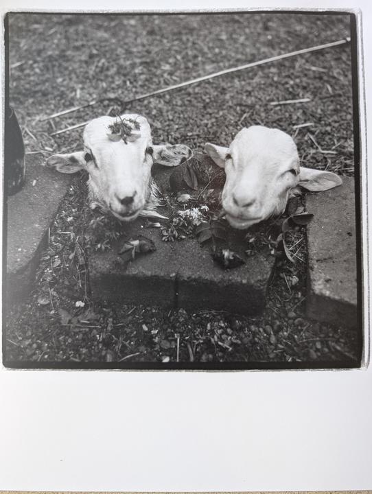 Two lamb heads are visible in a garden bed with one wearing a small floral crown.