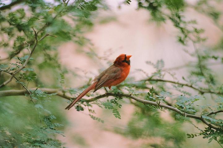 A red cardinal perches on a tree branch with green leaves.