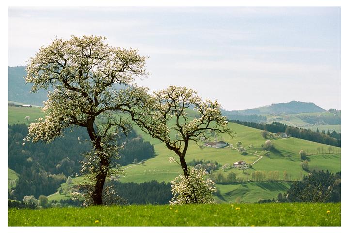 Two blossoming trees stand in a green field with rolling hills and houses in the background.