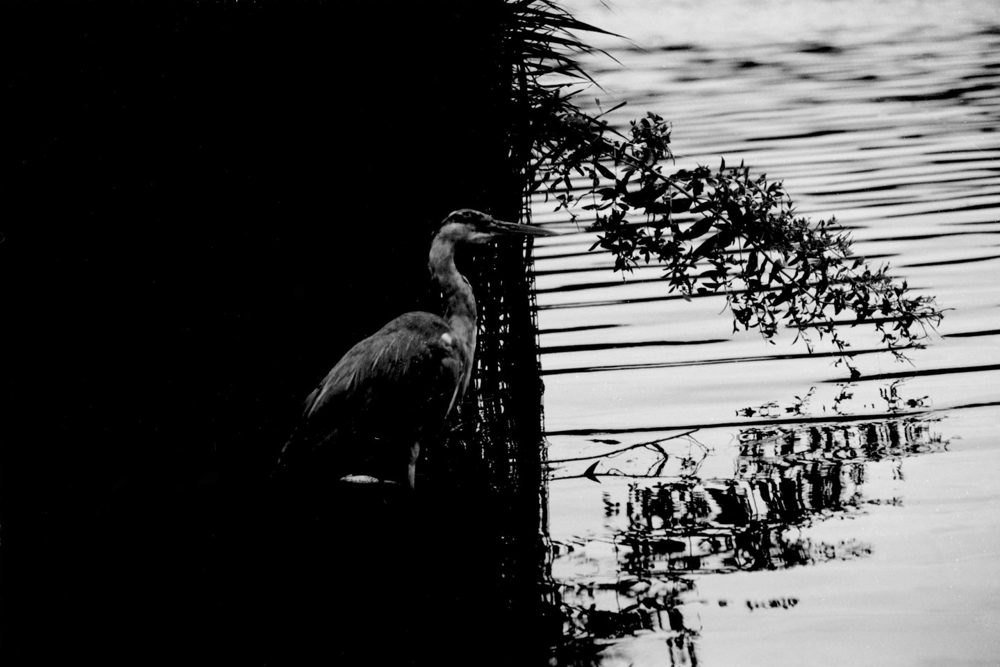 A heron stands in shadow next to water with reflections of foliage.