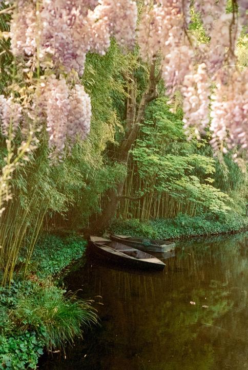 Two small boats are moored on a dark riverbank, surrounded by lush green foliage and overhanging pink blossoms.